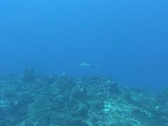 Carcharhinus perezii