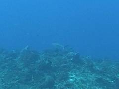 Carcharhinus perezii