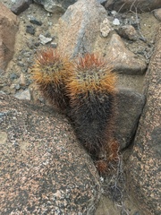Copiapoa atacamensis