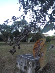 Lagerstroemia ovalifolia
