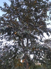 Lagerstroemia ovalifolia