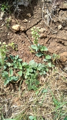 Mecardonia procumbens