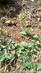 Mecardonia procumbens