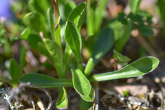 Campanula tridentata