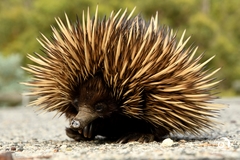 Tachyglossus aculeatus acanthion