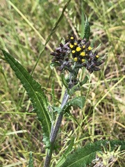 Senecio glomeratus longifructus