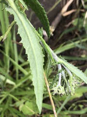 Senecio glomeratus longifructus
