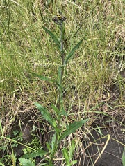 Senecio glomeratus longifructus