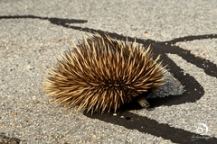 Tachyglossus aculeatus acanthion