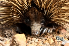 Tachyglossus aculeatus acanthion
