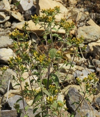 Pentanema squarrosum