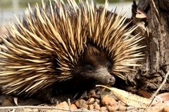 Tachyglossus aculeatus acanthion