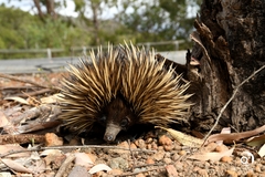 Tachyglossus aculeatus acanthion
