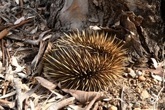 Tachyglossus aculeatus acanthion