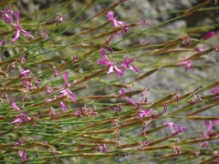 Dianthus orientalis