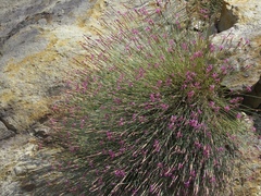 Dianthus orientalis