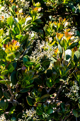 Apodytes abbottii