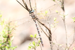 Austroaeschna cooloola