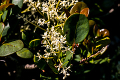 Apodytes abbottii