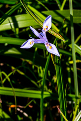 Moraea stricta