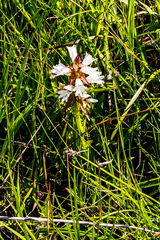 Satyrium sphaerocarpum
