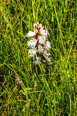Satyrium sphaerocarpum