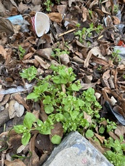 Stellaria media