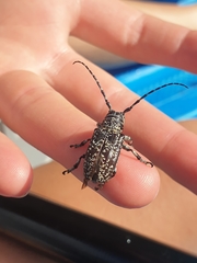 Rhytiphora saundersii