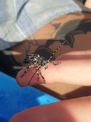 Rhytiphora saundersii