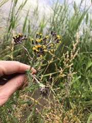 Senecio glomeratus longifructus