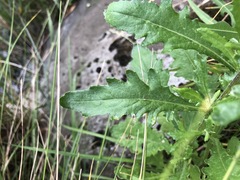 Senecio glomeratus longifructus