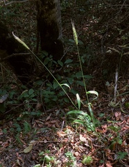 Hordelymus europaeus