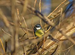Parus major