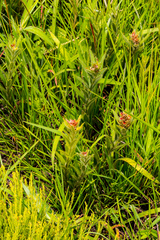 Acalypha depressinerva