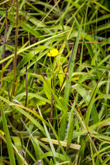 Argyrolobium harveyanum