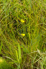 Argyrolobium harveyanum