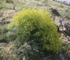 Bilacunaria microcarpos