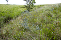 Aspalathus gerrardii