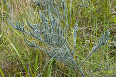 Aspalathus gerrardii