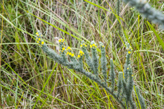 Aspalathus gerrardii