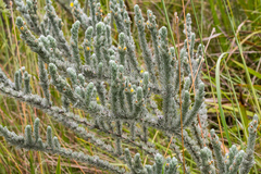 Aspalathus gerrardii