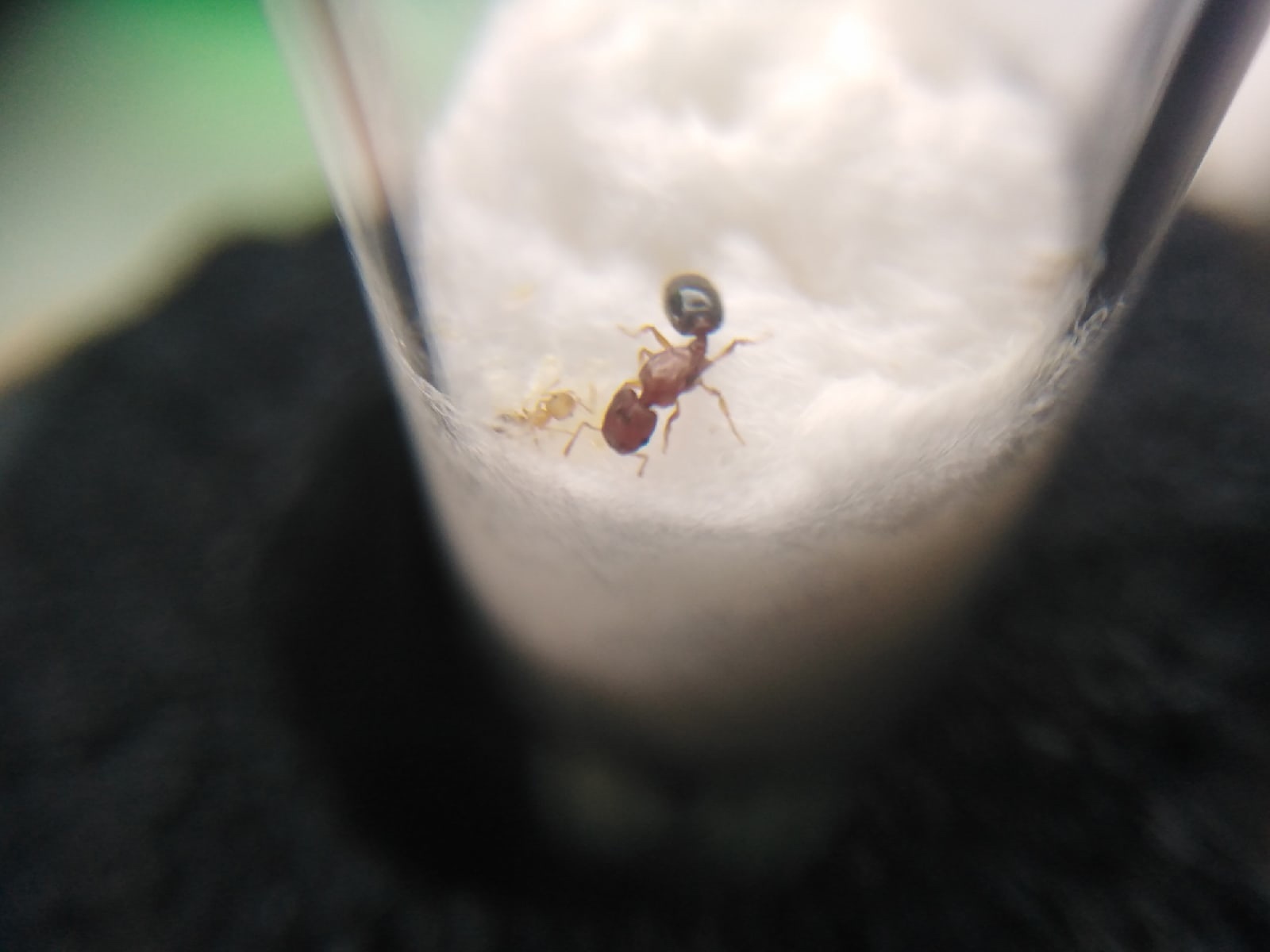 Pheidole jordanica