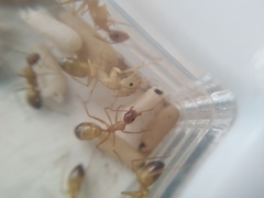Camponotus baldaccii