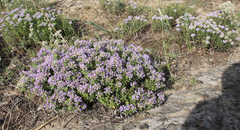 Ziziphora serpyllacea