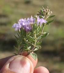 Ziziphora serpyllacea