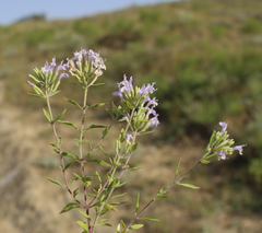 Ziziphora serpyllacea