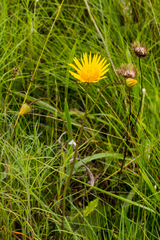 Berkheya speciosa