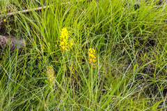 Crotalaria globifera