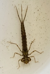 Xanthagrion erythroneurum