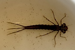 Xanthagrion erythroneurum